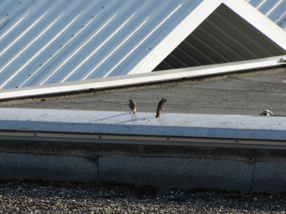 Eine Vogelfamilie zu Besuch auf der Dachterasse